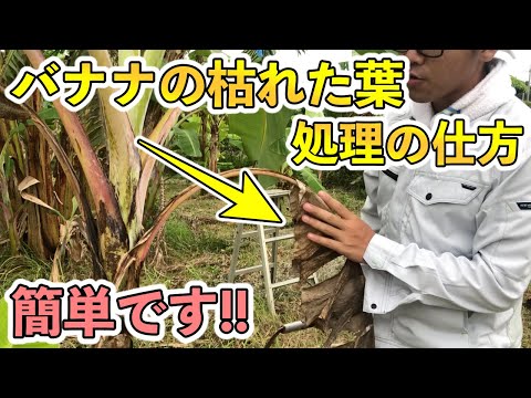 屋外のバナナの木に水をやる方法 バナナの木が喉が渇いているかどうかを知る方法 屋内の屋外のポット 水不足 地面に水をやる