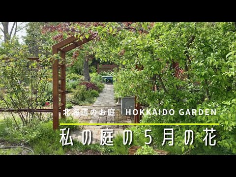 5月のベランダでガーデニング