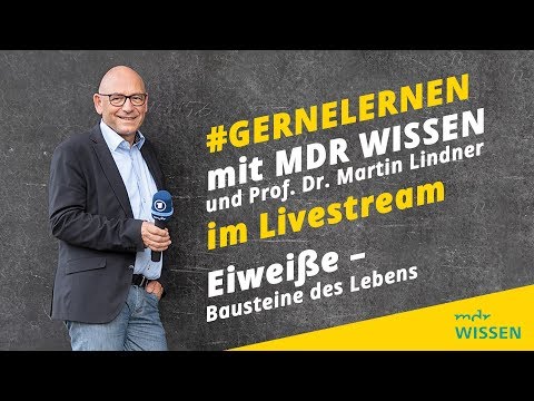 Eiweiße - Bausteine des Lebens | #gernelernen mit MDR WISSEN #9
