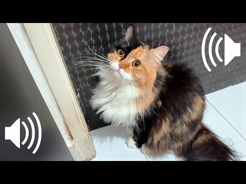 2 HOUR OF FEMALE CAT IN HEAT MEOWING (MATE CALLING) - PRANK YOUR PETS