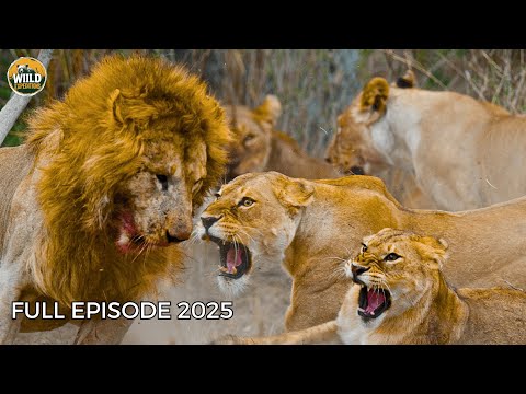 NGORONGORO CRATER | When Predators Become Prey – The Dark Side of the Wild!| Animal documentary