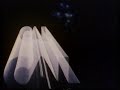 1980s Style VHS Intro Calvista