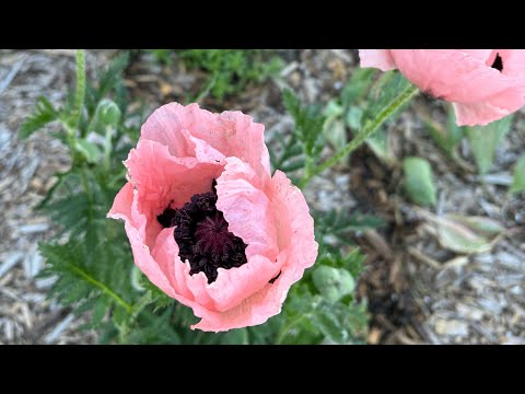 What’s Blooming Now: Martagon Lilies & More!