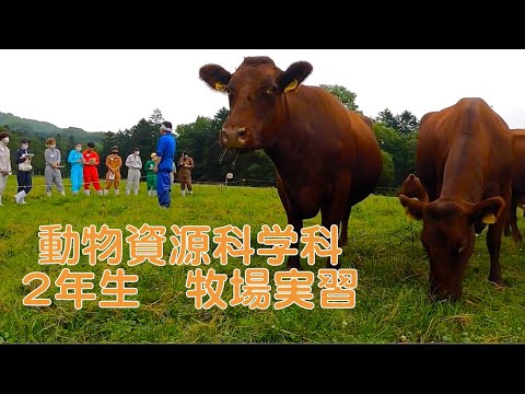 獣医学科 動物資源科学科2年　牧場実習