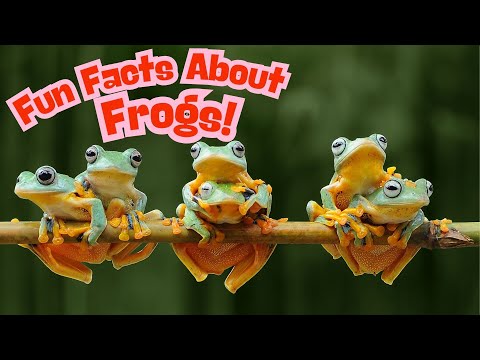 Fun Facts About Frogs for Kids!
