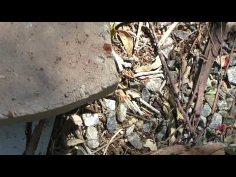 Auto Tuner Comparison SGC230 Vs MFJ 998RT Part 1