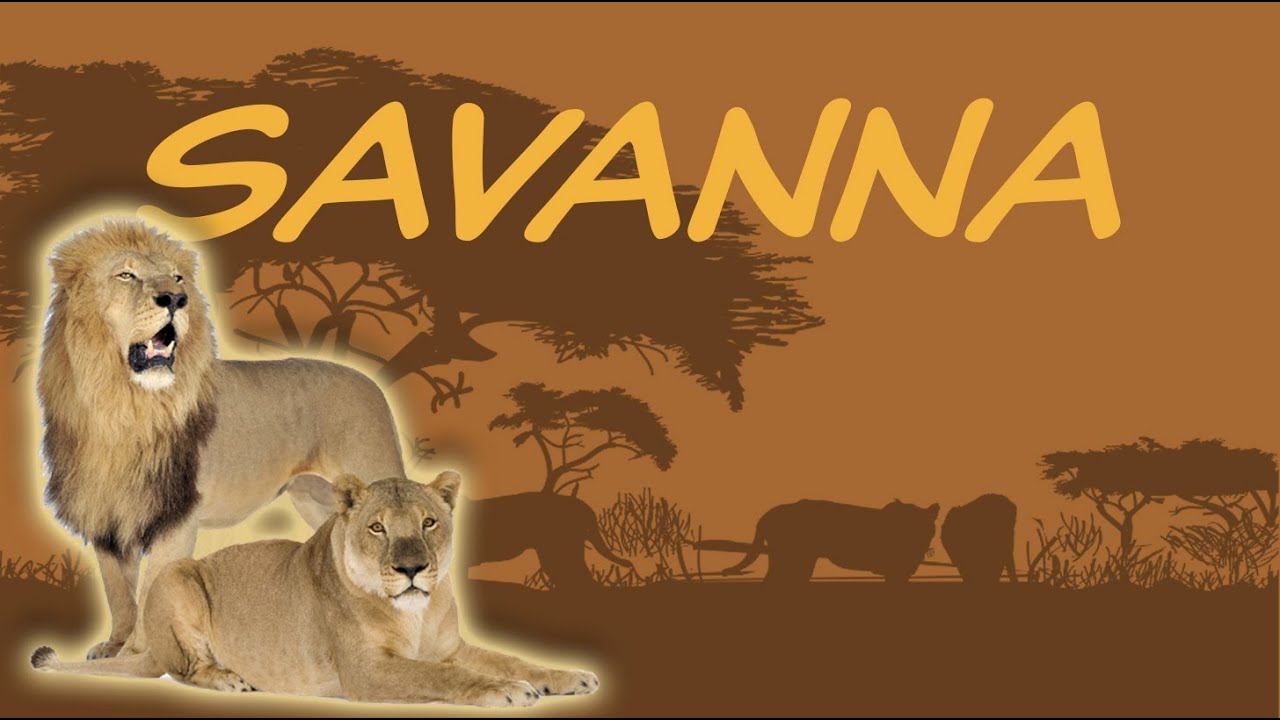 Educational video explaining plant adaptations to fire in the Savannah