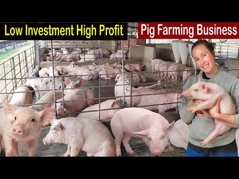 , title : 'Pig Farming for Beginners - How to Start Business Pig Farm - Business Ideas 2022 - Modern Farming'