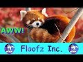 The Cutest and Funniest Red Pandas!