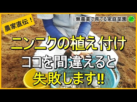 グーズベリーを自分で繁殖させる