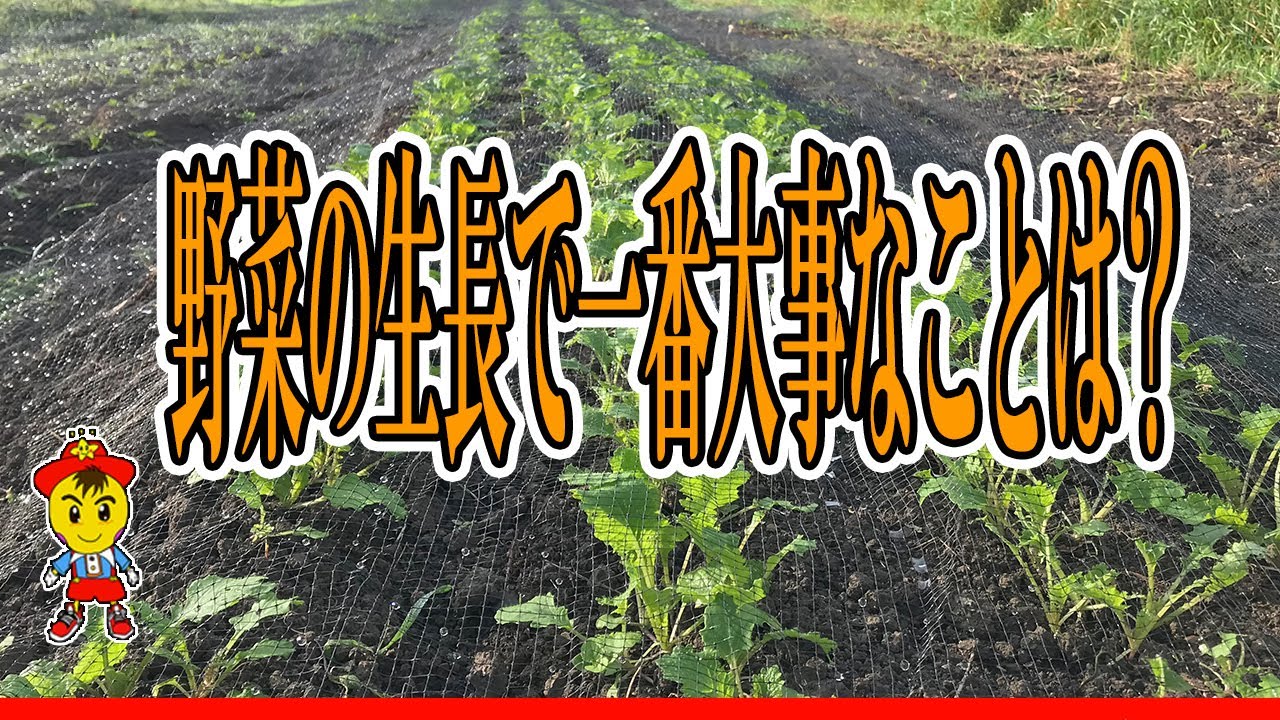 自然栽培で健康に!植物の根を伸ばす秘訣