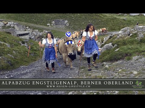 Alpabzug Engstligenalp, Adelboden - reisen-lifestyle.ch