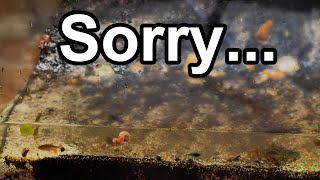 To my subscribers: Sorry but.....