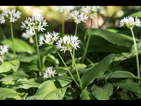Der Natur auf der Spur - Bärlauch