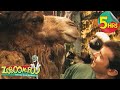 5 Hours Of Zoboomafoo The Four F S Educational Show For Kids