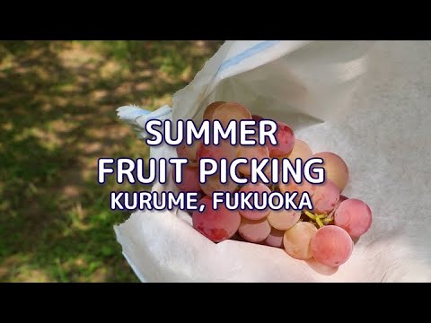 Summer Fruit Picking in Kurume! / Fukuoka