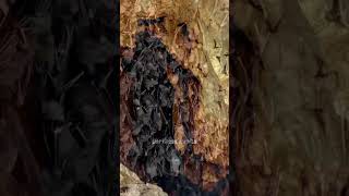 Download lagu Gomantong Caves | Malaysia | Creepiest Natural Wonders You Can Visit  #scary #caution #shorts mp3 Download lagu Gomantong Caves | Malaysia | Creepiest Natural Wonders You Can Visit  #scary #caution #shorts mp3