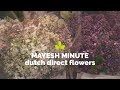 Mayesh Minute Dutch Direct Flowers March 3