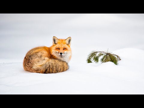 How you really become a better wildlife photographer