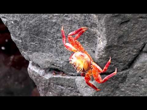 Watch lagu Images Videos Celebrity Xploration Itinerary, Watch Images Celebrity Xploration Itinerary free Watch, Watch Images Celebrity Xploration Itinerary