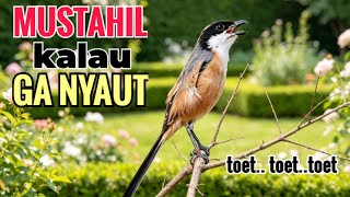 Download lagu SUARA CENDET GACOR || TOET TOET biangnya bikin cendet jenis apapun langsung nyaut emosi ikutan bunyi mp3
