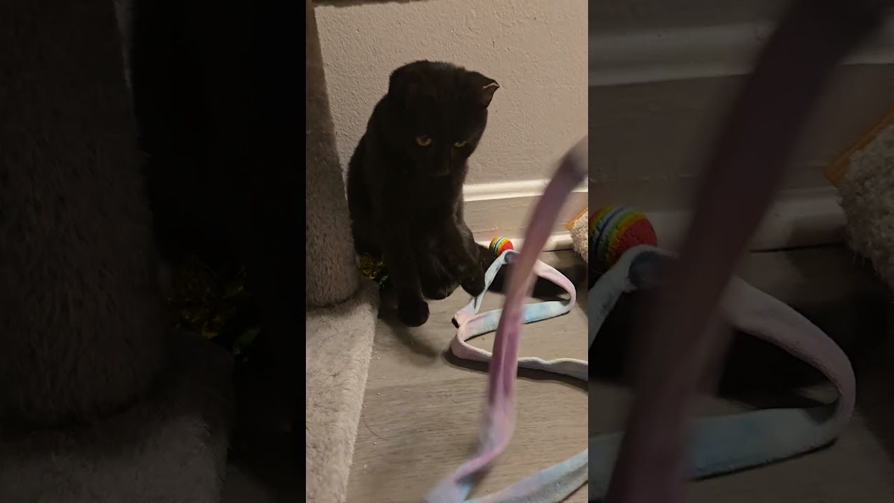 Enlarge Serrano, a ADOPTABLE mixed breed in Hyattsville, MD video 5/5