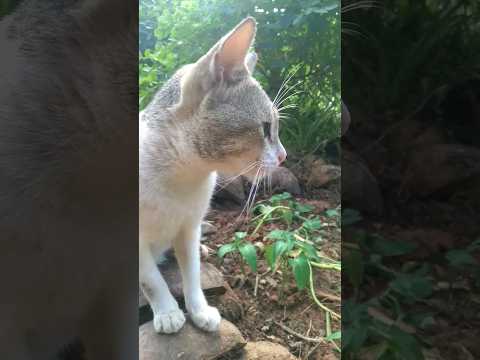 Am i no cute neh?🥺🥺🥺|#shorts #cats #youtubeshorts #short #ytshorts #shortsvideo #shortsfeed #viral