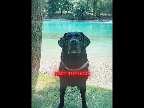 ONE LAST SWIM WITH HIS DOG ❤️‍🩹❤️‍🩹