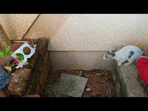 Local Kitten pouncing in slow motion.