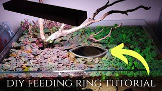 HOW TO MAKE A DIY FISH FEEDING RING TUTORIAL - SHALLOW TANK LAVA ROCK AQUARIUM UPDATES - LAMPEYE