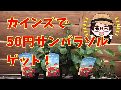 園芸 マセラシオン