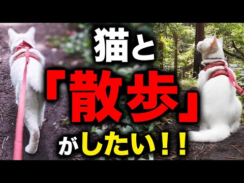 猫の散歩をしてもいいですか?