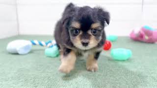 ハーフ犬の動画01