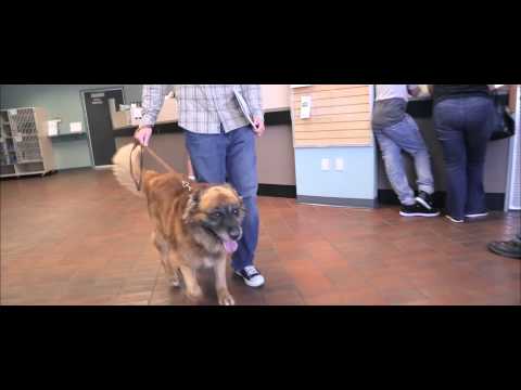 download lagu mp3 mp4 Pierce County Humane Society, download lagu Pierce County Humane Society gratis, unduh video klip Pierce County Humane Society