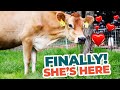 Keeping a Family Milk Cow (Raw Milk Story)