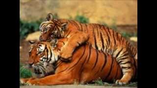 The green mile main theme Thomas newman