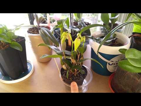 Quick orchid updates - dendrobium eximium x rhodostictum