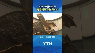 아이도 어른도 '눈 호강' #shorts / YTN