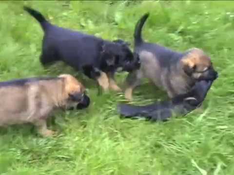 Kent von der Wolfskralle x Honey z údolí Úpy - věk 32 dnů