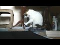 Little Kitty Battling Black Rubber