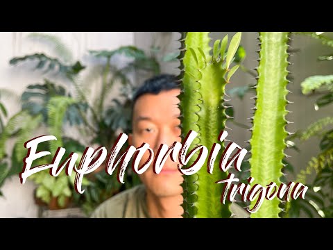, title : 'Euphorbia trigona care and propagation'