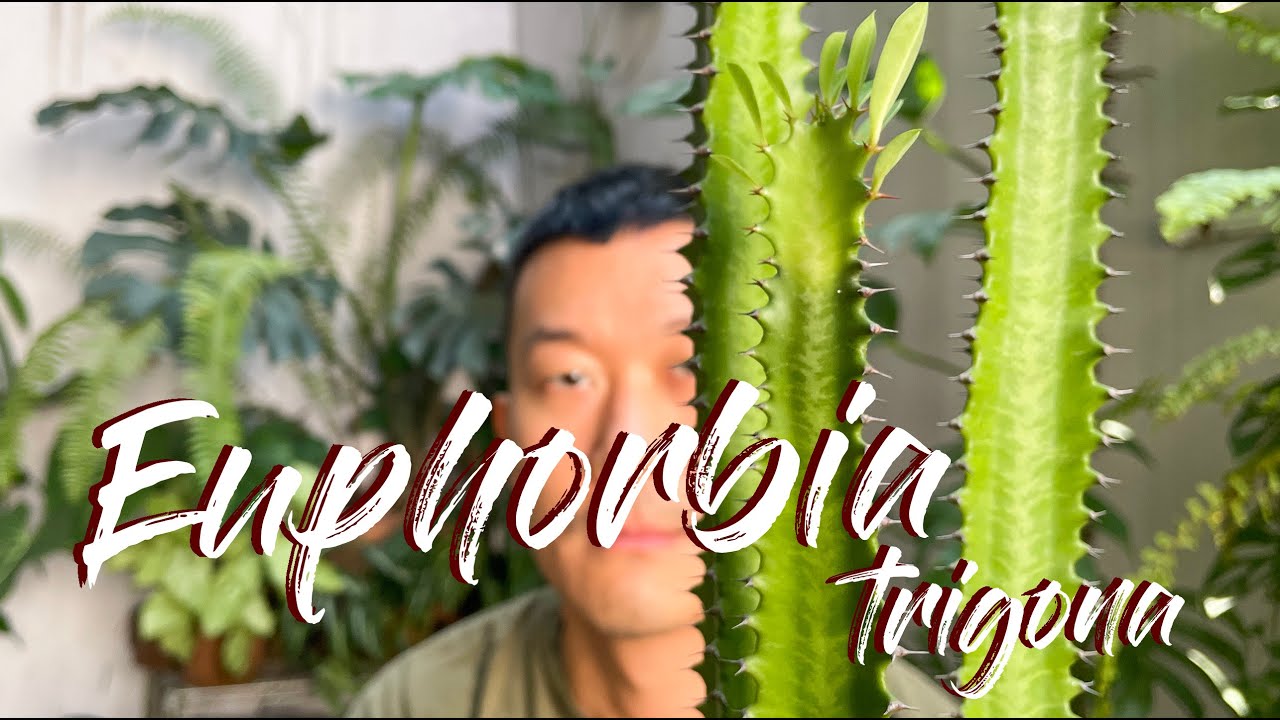 What to plant with Euphorbias?