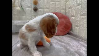 キャバリアの動画01