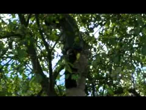 Obstbaumschnitt Teil 1