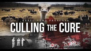 TRAILER | Culling The Cure: The Aftermath of Canada’s Ostrich Slaughter
