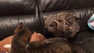 [問卦] 貓跟貓頭鷹打架誰會贏？