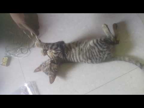 Crazy Tom and harshal &Amit