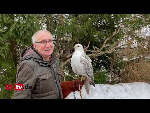 Greifvögel: Jäger und Herrscher der Lüfte