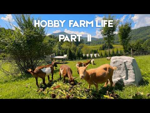 Our Hobby Farm in Fall | Goats, Chickens, and more!
