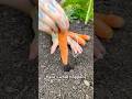 Re-plant Carrots and Never Buy Seed again! 🥕🌱 #growyourownfood #gardeningtips #vegetablegarden